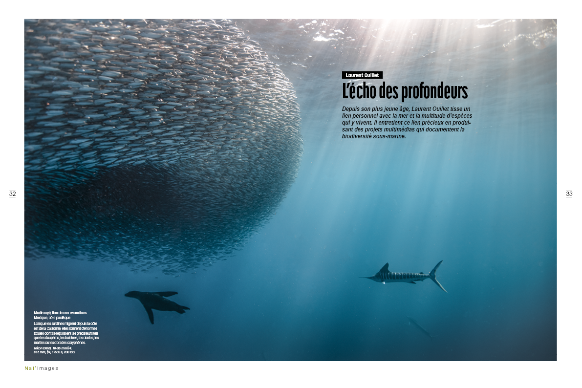 Nat'images 86. L'image montre un requin marteau nageant parmi un banc de poissons. Le requin marteau est reconnaissable à sa tête en forme de T distincte. Les poissons autour de lui semblent être des carangues, souvent observées dans les eaux tropicales et subtropicales. Laurent Ouillet