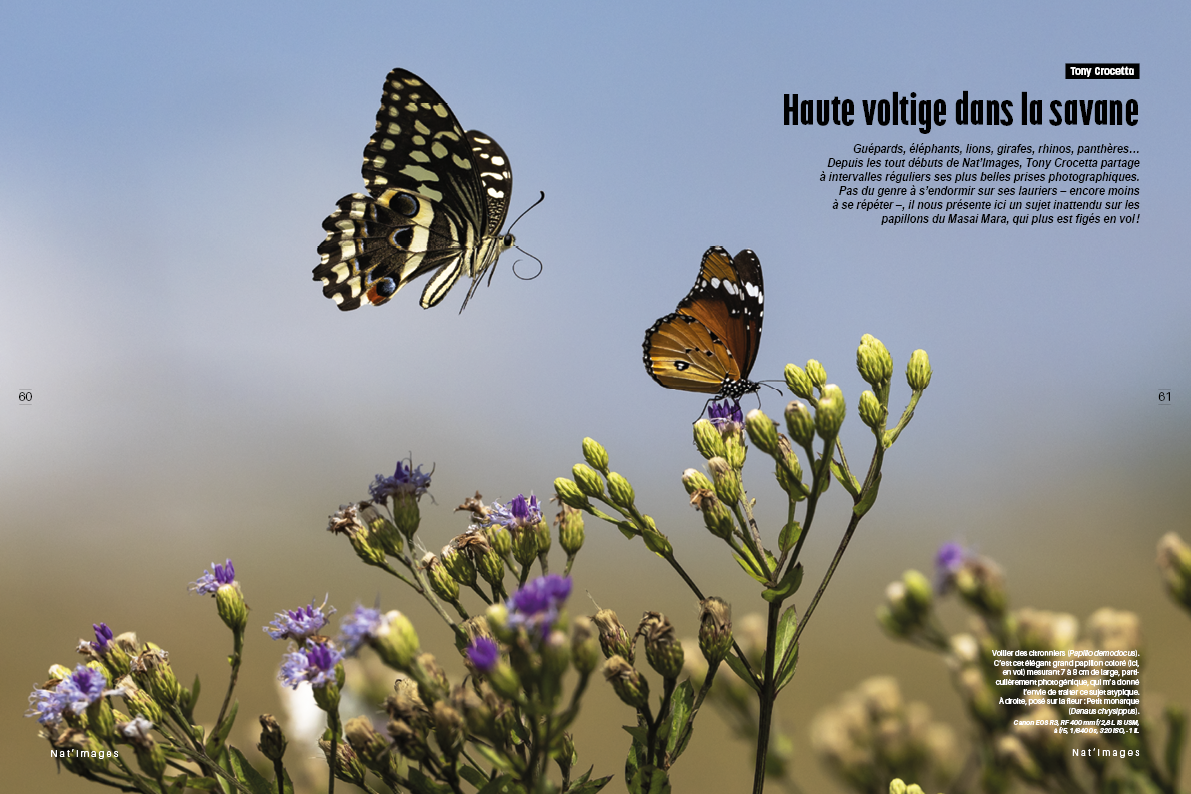 Nat'images 86. "Photo de papillons en vol prise par Tony Crocette au Kenya. Cette image montre deux papillons aux ailes colorées en plein vol, se nourrissant de fleurs.