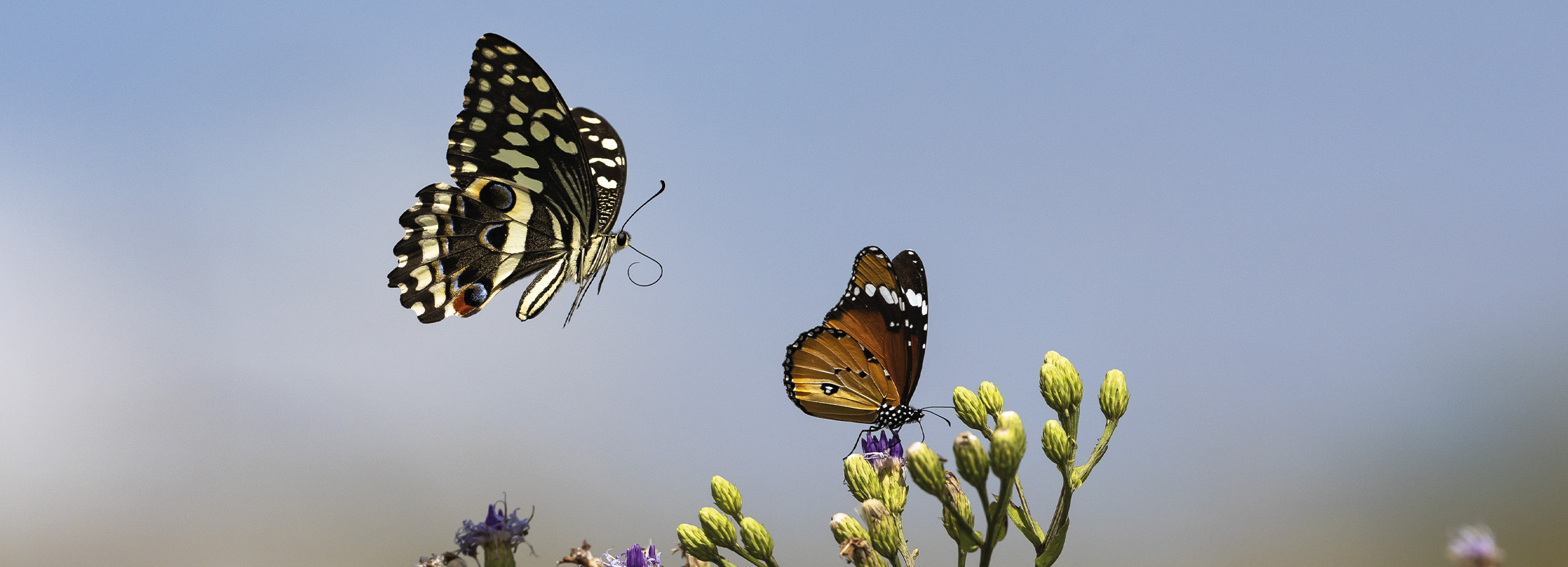 Photo de papillons en vol, prise par Tony Crocette au Kenya. L'image montre un grand papillon noir et blanc volant près d'un autre papillon orange et noir, posé sur une fleur, sous un ciel bleu clair. Magazine de photographie de nature