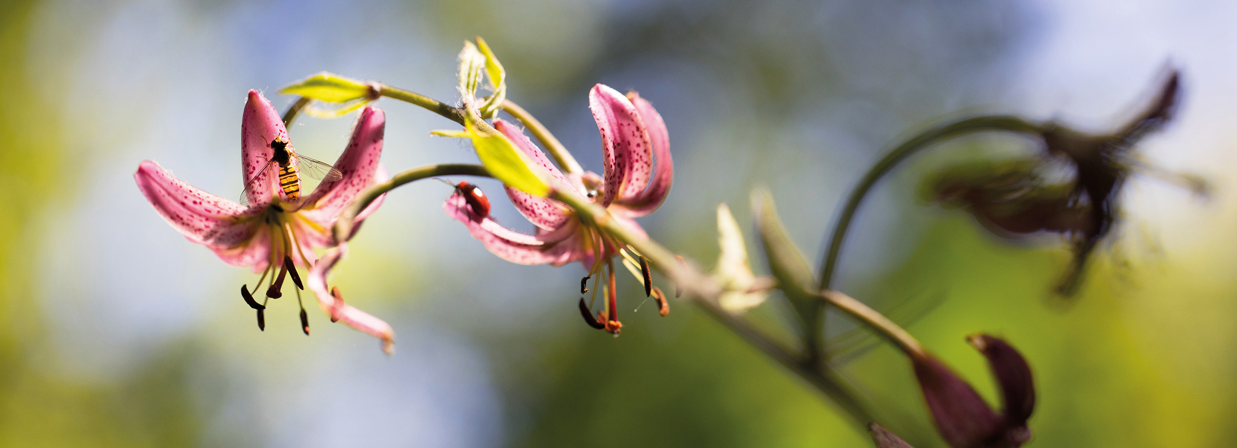 Photo de fleurs de lys martagon roses avec une guêpe prise par Bernard Gauthier. Cette image montre les détails délicats des fleurs et de l'insecte. Magazine de photographie de nature