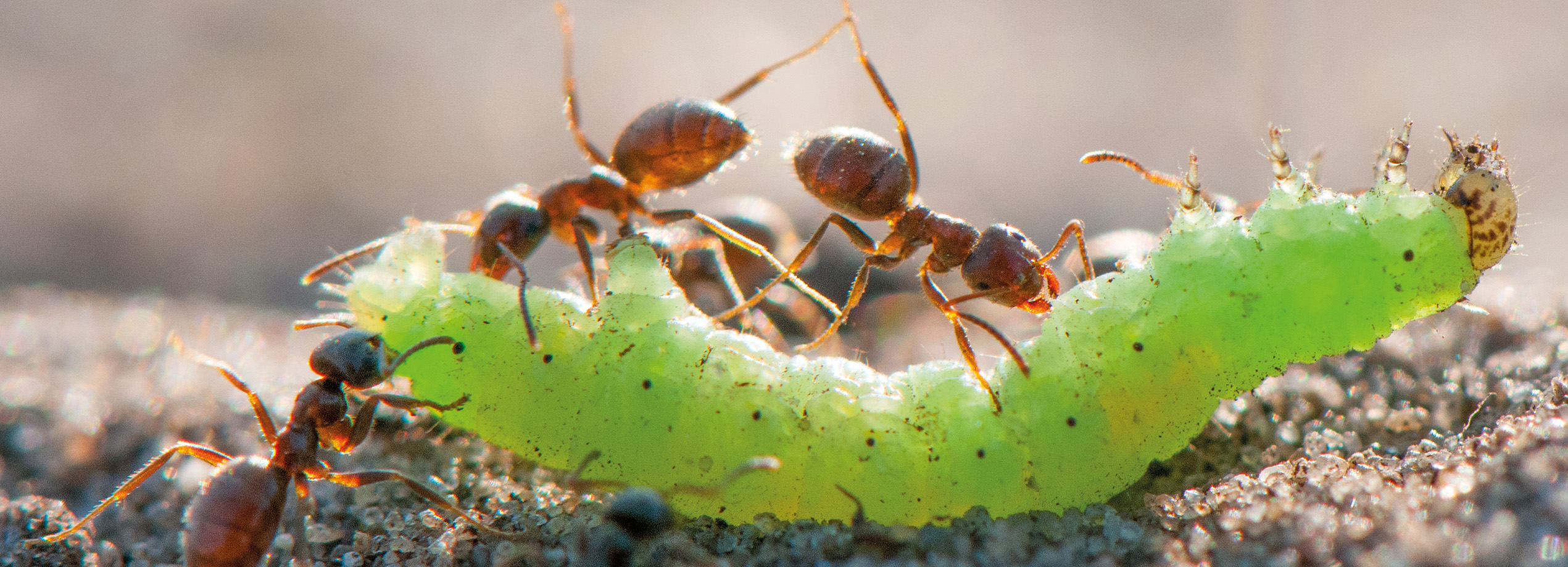 Macro photographie de fourmis rouges attaquant une chenille verte sur un sol sableux. Capturée par Edwin Giesbers, cette image illustre le comportement prédateur des fourmis et les interactions entre insecte. Magazine de photographie nature