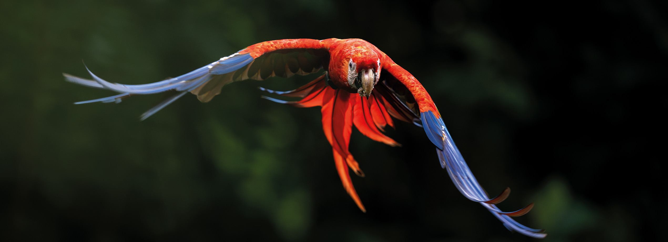 Photo d'un ara rouge et bleu en plein vol prise par David Pattyn. Cette image en haute définition capture la beauté et la grâce de cet oiseau exotique dans son habitat naturel, offrant un contraste saisissant avec le fond sombre. Magazine de photographie nature