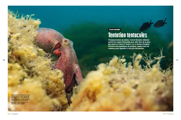 Une pieuvre rouge se dissimule partiellement parmi des algues jaunes dans une scène sous-marine. En arrière-plan, on distingue deux poissons silhouettes en contre-jour, ajoutant de la profondeur à l'image. Les couleurs vives et la clarté de l'eau captent l'attention, mettant en valeur la beauté et la diversité de la vie marine. Photographe Franck Bessière. Nat'images 87.