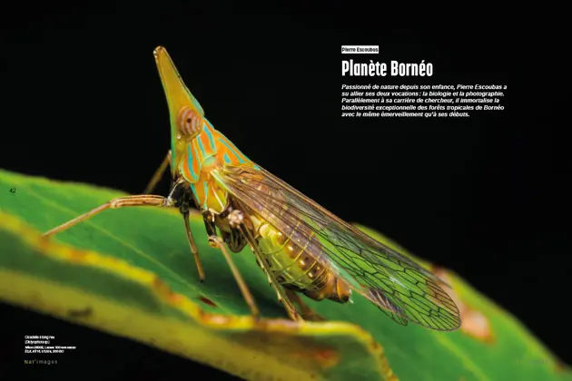 Cicadelle à long nez coloré est posé sur une feuille verte. Ses ailes transparentes et délicates sont ornées de veines fines, tandis que son corps présente des motifs vibrants de lignes vertes, jaunes et brunes. Le fond noir met en évidence les détails complexes et les couleurs vives de l'insecte, créant une image saisissante de la faune tropicale. Photographe Pierre Escoubas. Nat'images 87