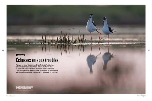 Les comportements des échasses sont pas sionnants et les disproportions de leur corps leur confèrent une élégance sans pareil. Phographe Éric Médard. NI87