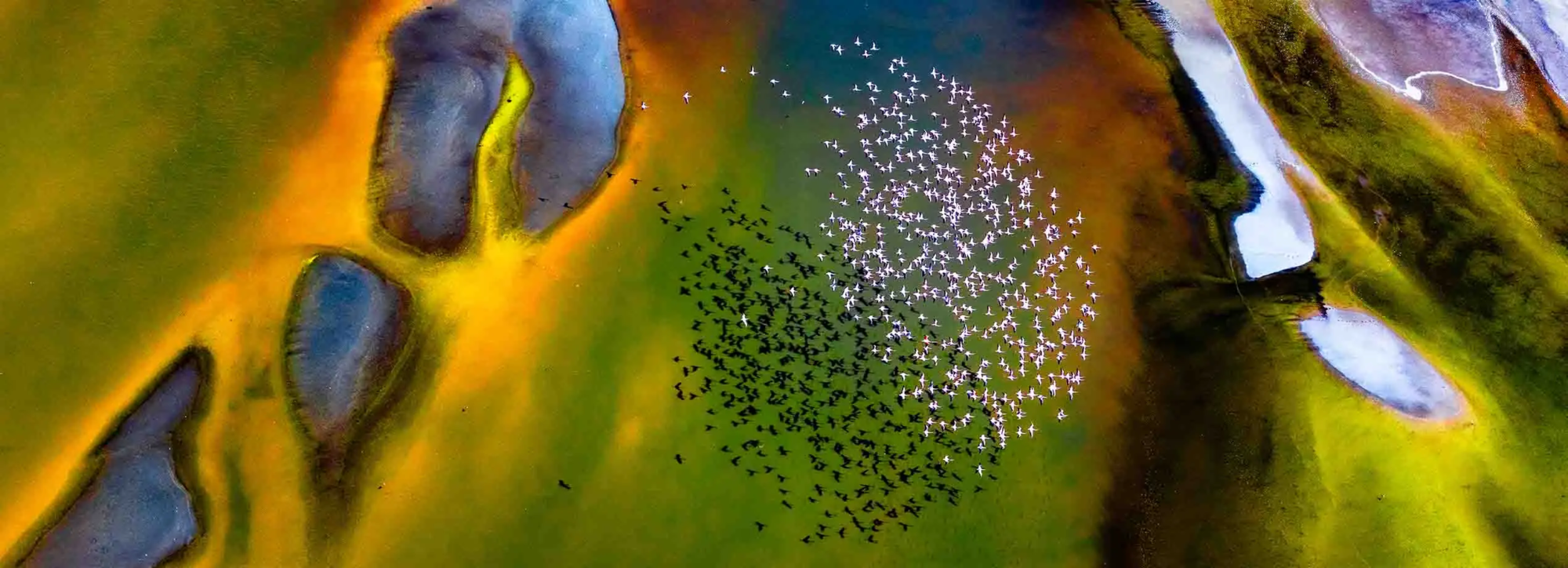 Vue aérienne d'un grand groupe de flamants roses survolant un paysage coloré de marais salants et de zones humides au Kenya. Les couleurs vives de l'eau et de la terre, allant du vert au jaune, créent un contraste saisissant avec les oiseaux. Chloé et Alexandre Bès - Kenya