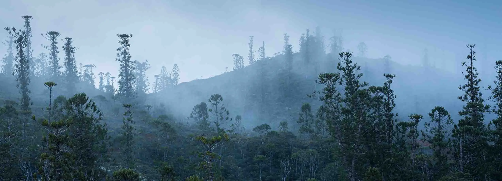 Vue d'une forêt tropicale en Nouvelle-Calédonie, enveloppée de brouillard. Les arbres élancés aux formes uniques se détachent à travers une atmosphère brumeuse, créant une scène mystérieuse et paisible.. Deuss Mathias - Nouvelle-Calédonie