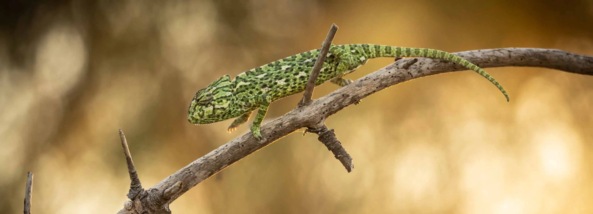 Un caméléon vert grimpe lentement sur une branche sèche, son corps se fondant dans les teintes naturelles de son environnement. L'arrière-plan flou aux couleurs dorées met en valeur la texture détaillée de sa peau et sa posture camouflée. Fiol Laurent - Caméléon