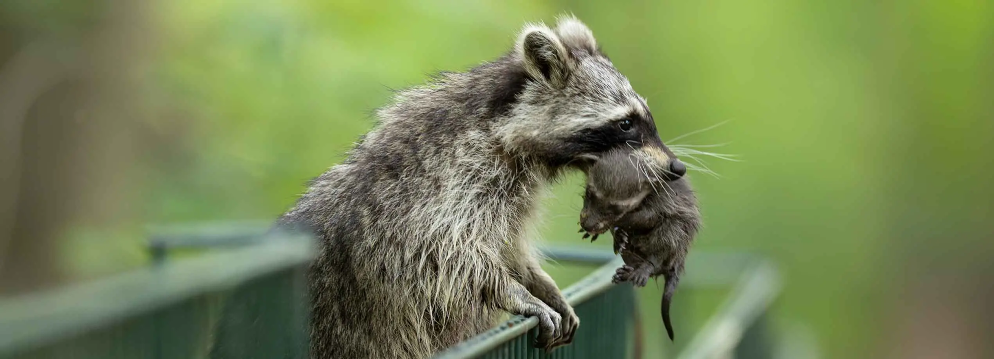 Dans un coin inattendu de la ville, une scène touchante se déroule : une femelle raton-laveur, appuyée sur une barrière verte, transporte délicatement son bébé dans sa gueule. Bien que ce spectacle soit souvent associé à des forêts ou des zones rurales, ici, il se produit en plein milieu urbain, rappelant la capacité d'adaptation étonnante de ces animaux à notre monde moderne. La barrière, d’un vert vif, se fond dans un décor dominé par la végétation urbaine qui a pris racine entre les bâtiments et les infrastructures humaines. Ce moment rare, en plein jour, souligne la façon dont les ratons-laveurs et d'autres espèces trouvent refuge et survivent dans des environnements qui ne sont pas traditionnellement les leurs. Le contraste entre la nature sauvage et la ville est saisissant, montrant l'incroyable résilience des animaux face à l'urbanisation croissante. Nicolas De Vaulx - Faune urbaine