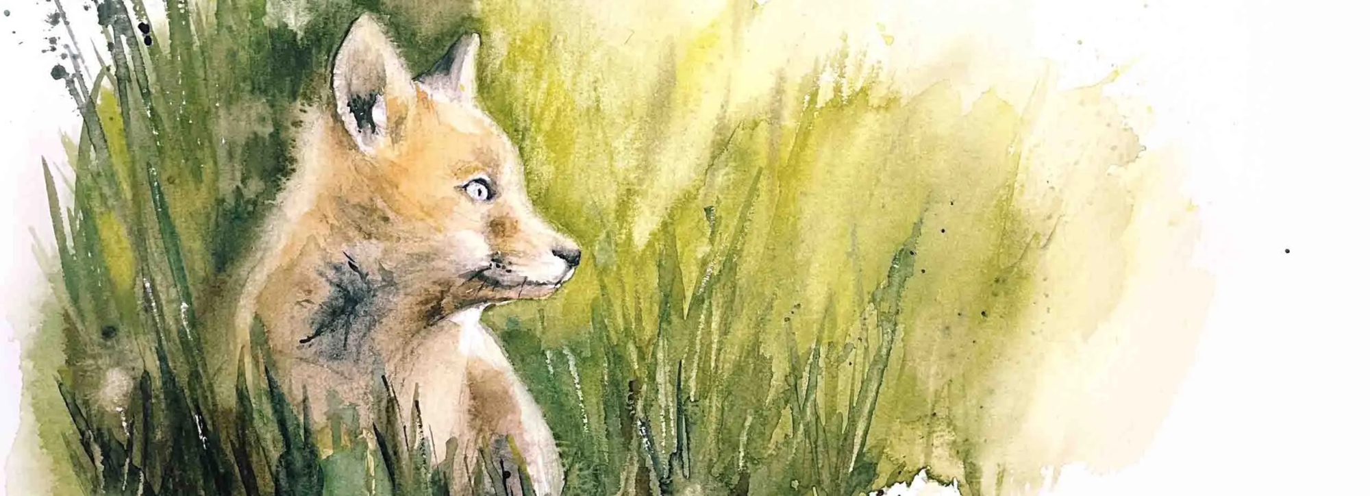 Dans cette aquarelle délicate, un renard se repose paisiblement au milieu d'un tas d'herbe. Sa fourrure, aux teintes chaudes de roux et de brun, s'harmonise parfaitement avec les nuances de verdure environnantes. L'herbe, rendue avec des coups de pinceau fluides, encadre le renard qui semble à la fois curieux et serein. Ses yeux vifs et attentifs scrutent son environnement, ajoutant une touche de vie à la scène. L’aquarelle capte la tranquillité de ce moment, illustrant la beauté et la simplicité de la nature, où le renard s’intègre harmonieusement dans son milieu. Cette œuvre évoque un instant fugace de la vie sauvage, révélant la grâce et la discrétion de cet animal emblématique dans son habitat naturel. Acceuil Slider - Pire Elise - Aquarelle