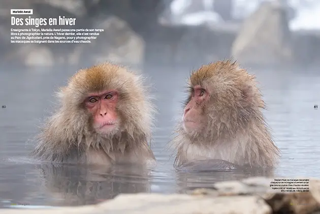 Dans les montagnes enneigées du Japon, les macaques japonais, aussi appelés "singes des neiges", trouvent refuge dans les sources d’eau chaude pour affronter les rudes hivers. Marielle Awad, photographe basée à Tokyo, a capturé cet instant unique où ces primates se prélassent dans la vapeur, mêlant tranquillité et résilience face à un environnement hostile. Awad Marielle - Macaques Japon - Nat images N°89