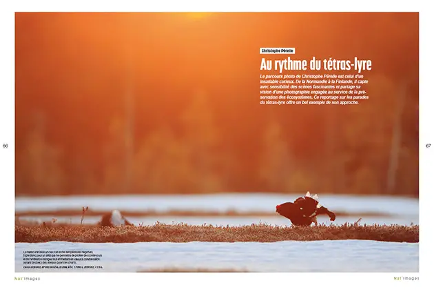 Le photographe animalier Christophe Pérelle nous transporte au cœur des montagnes françaises, où le tétras-lyre, oiseau emblématique des forêts alpines, mène sa danse au lever du soleil. Ce cliché saisissant illustre le combat de cet oiseau pour préserver son territoire et séduire ses partenaires lors de la saison des parades nuptiale - Christophe Pérelle - Tétras lyre - Nat images N°89