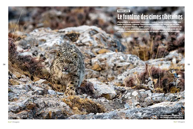 Panthère des neiges photographiée par Frédéric Larrey dans les montagnes tibétaines. Gros plan sur l'animal en mouvement, capturé dans son habitat naturel rocheux - Larrey Frédéric - Panthère Tibet - Nat images N°89